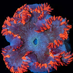 Ultra Rock Flower Anemone with colorful oral disc in reef aquarium