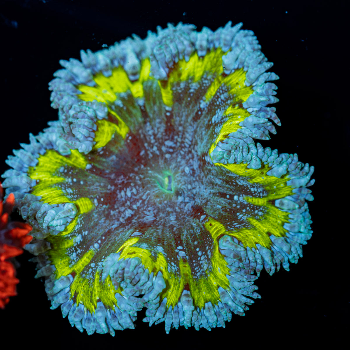 Ultra Rock Flower Anemone with colorful oral disc in reef aquarium