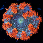 Ultra Rock Flower Anemone with colorful oral disc in reef aquarium