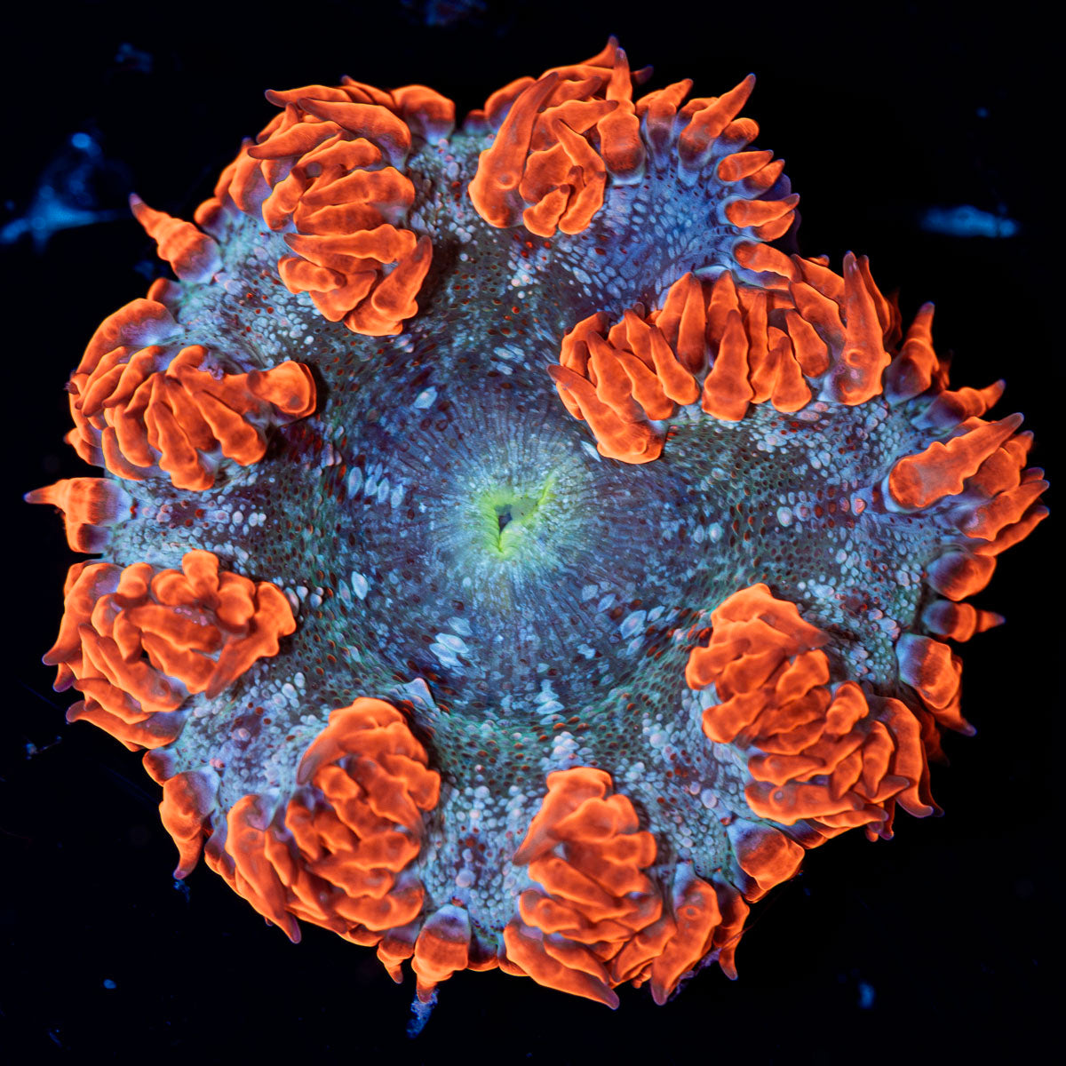 Ultra Rock Flower Anemone with colorful oral disc in reef aquarium