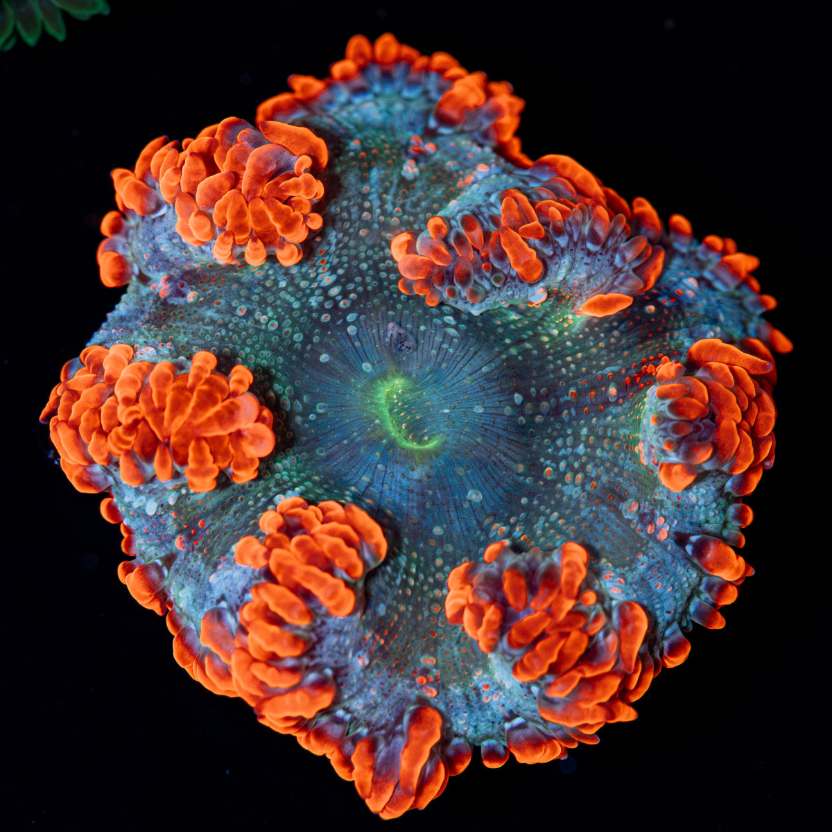 Ultra Rock Flower Anemone with colorful oral disc in reef aquarium