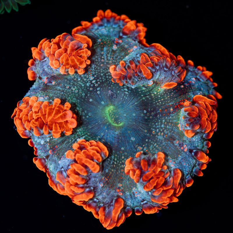 Ultra Rock Flower Anemone Coral