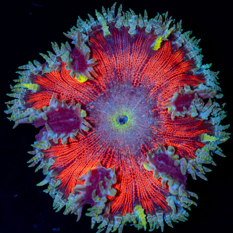 Ultra Rock Flower Anemone Coral