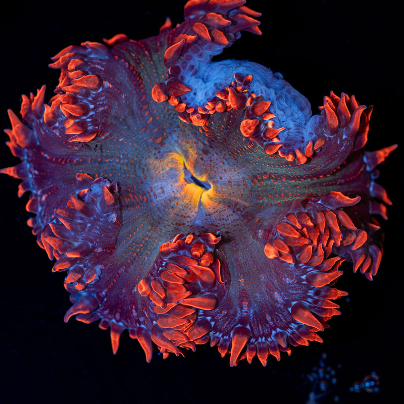 Ultra Rock Flower Anemone Coral
