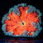 Ultra Rock Flower Anemone with colorful oral disc in reef aquarium