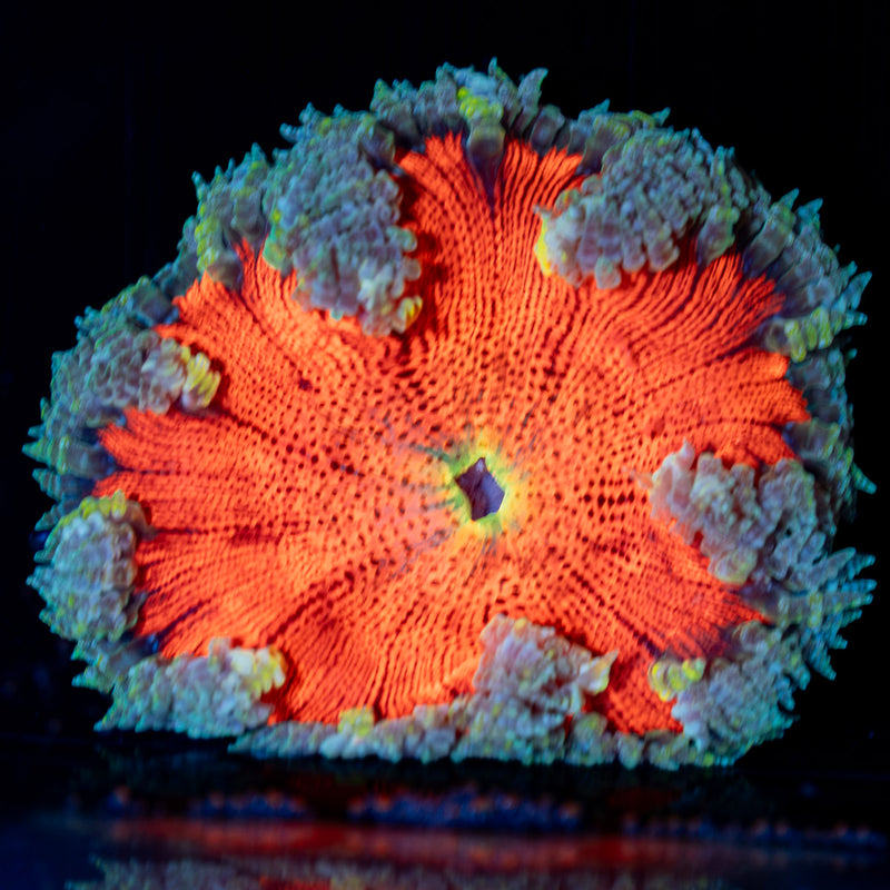 Ultra Rock Flower Anemone Coral