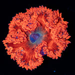 Ultra Rock Flower Anemone with colorful oral disc in reef aquarium