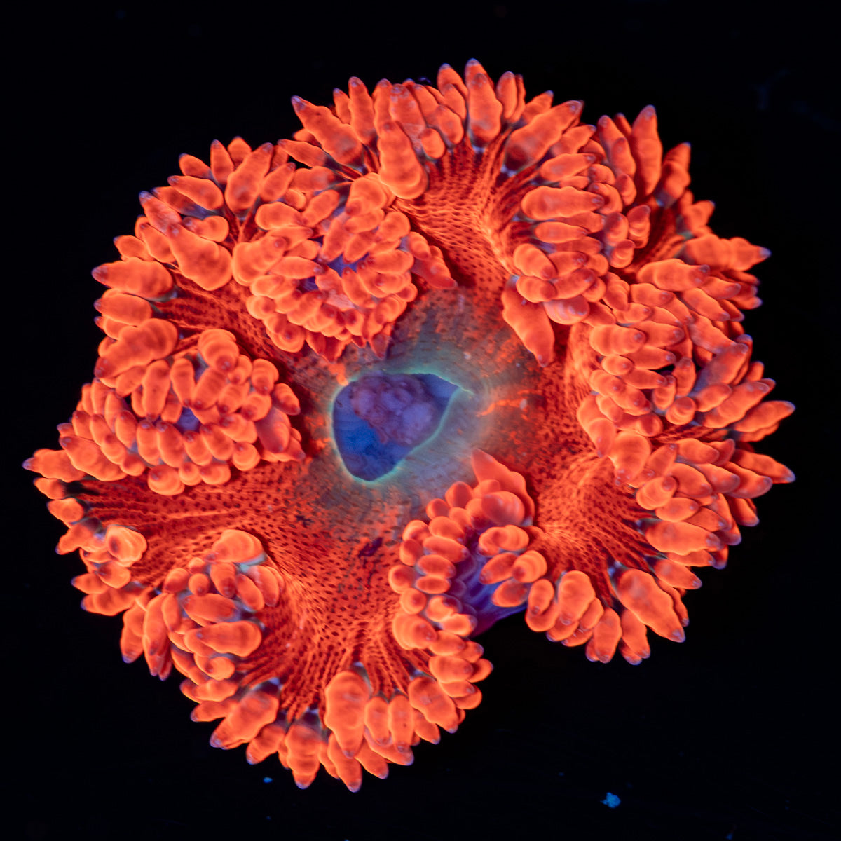 Ultra Rock Flower Anemone with colorful oral disc in reef aquarium