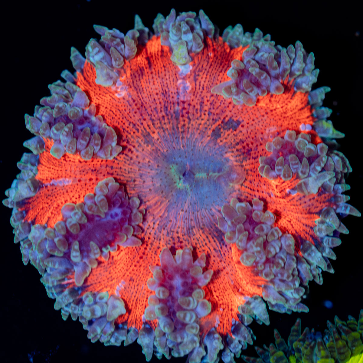 Ultra Rock Flower Anemone with colorful oral disc in reef aquarium