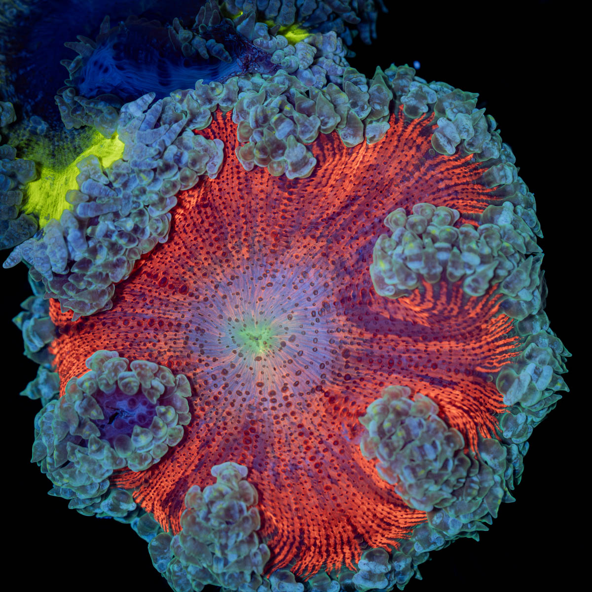 Ultra Rock Flower Anemone with colorful oral disc in reef aquarium