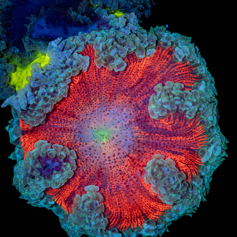 Ultra Rock Flower Anemone Coral