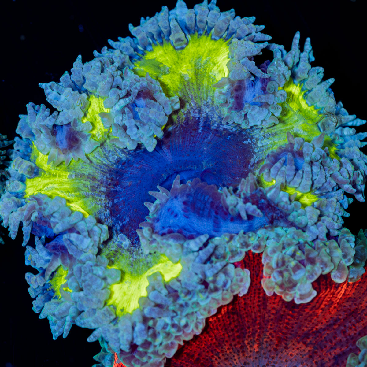 Ultra Rock Flower Anemone with colorful oral disc in reef aquarium