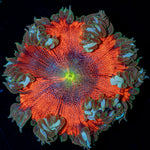 Ultra Rock Flower Anemone with colorful oral disc in reef aquarium