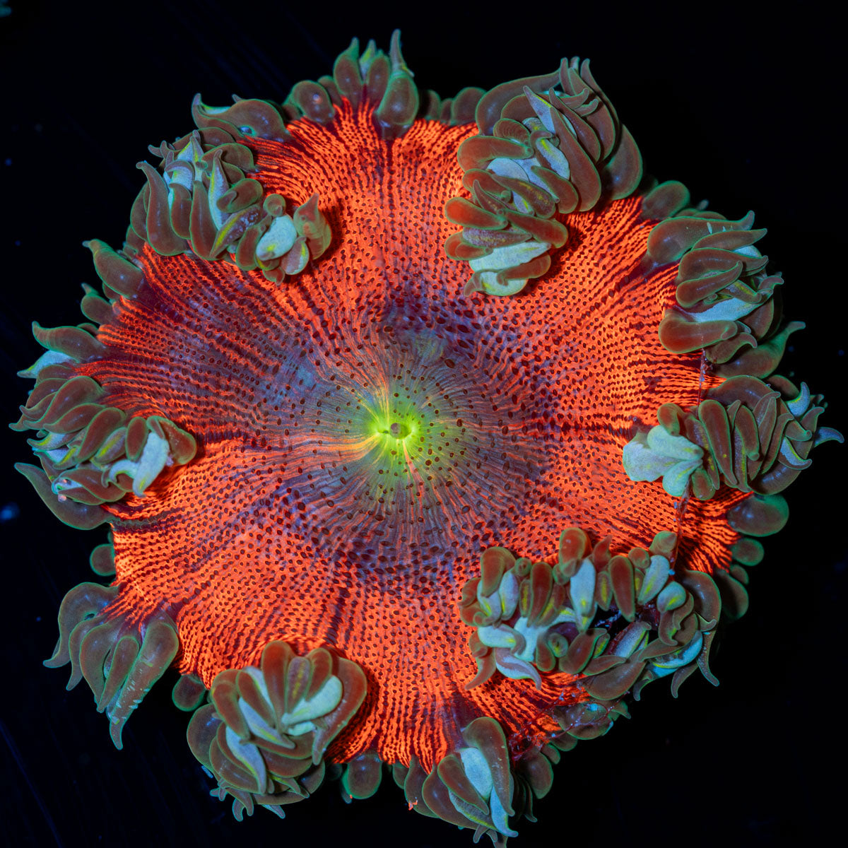 Ultra Rock Flower Anemone with colorful oral disc in reef aquarium