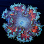 Ultra Rock Flower Anemone with colorful oral disc in reef aquarium