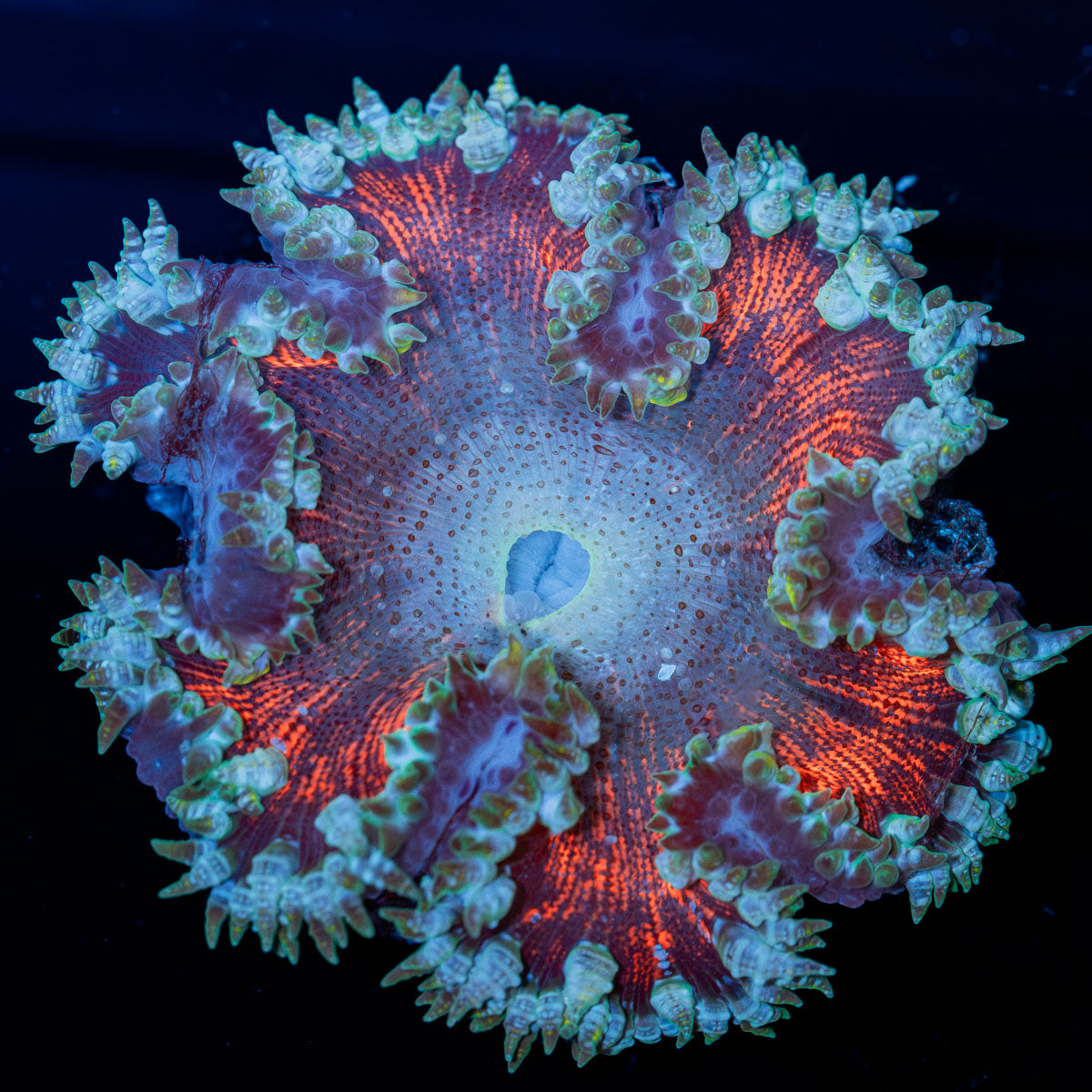 Ultra Rock Flower Anemone with colorful oral disc in reef aquarium