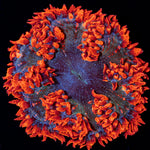 Ultra Rock Flower Anemone with colorful oral disc in reef aquarium