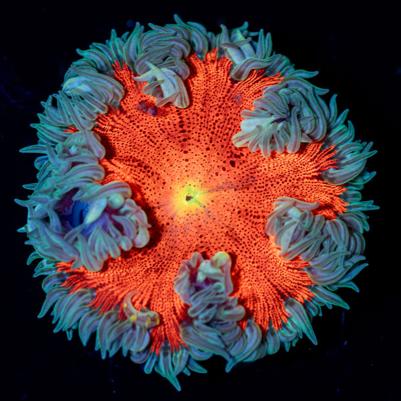 Ultra Rock Flower Anemone Coral