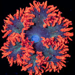 Ultra Rock Flower Anemone with colorful oral disc in reef aquarium