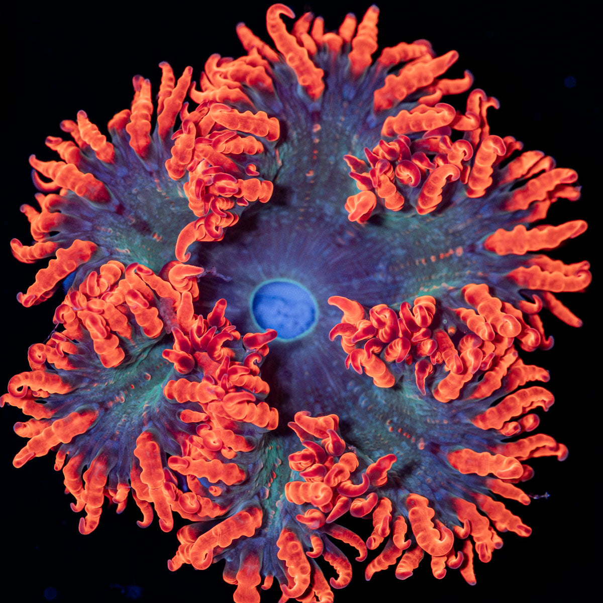 Ultra Rock Flower Anemone with colorful oral disc in reef aquarium
