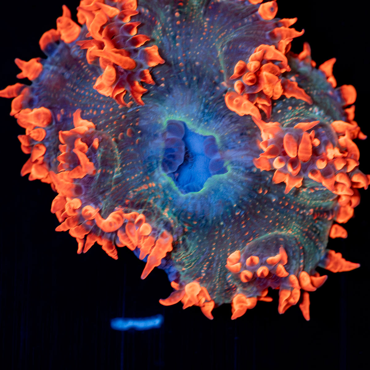 Ultra Rock Flower Anemone with colorful oral disc in reef aquarium