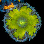 Ultra Rock Flower Anemone with colorful oral disc in reef aquarium