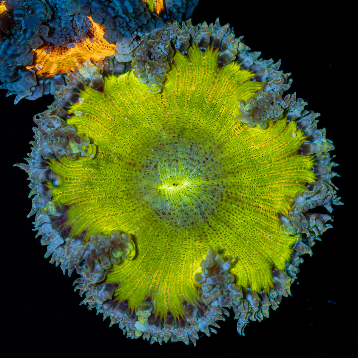 Ultra Rock Flower Anemone with colorful oral disc in reef aquarium