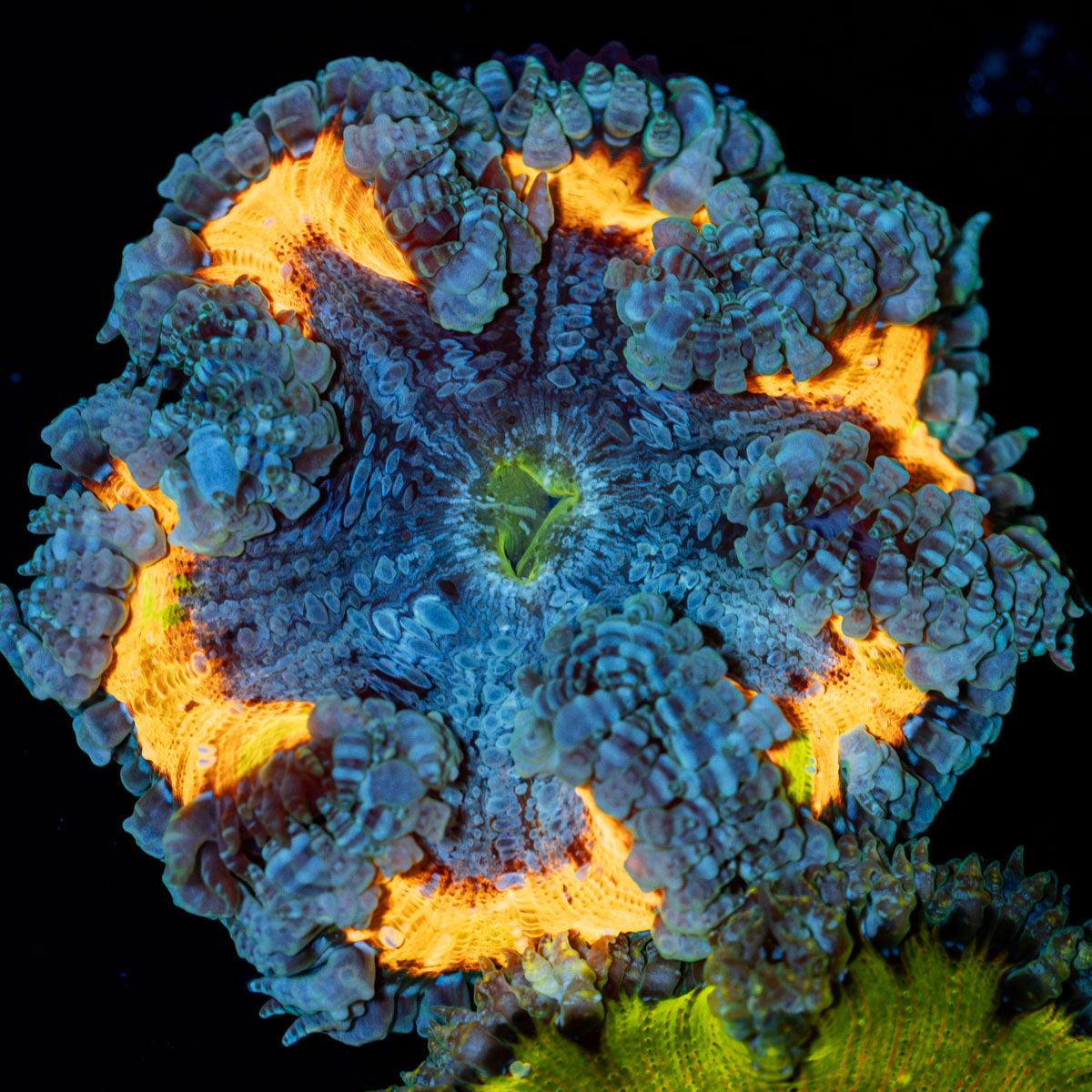 Ultra Rock Flower Anemone showcasing its colorful oral disc in reef aquarium