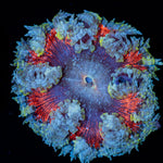 Ultra Rock Flower Anemone with colorful oral disc in reef aquarium