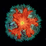 Ultra Rock Flower Anemone with colorful oral disc in reef aquarium