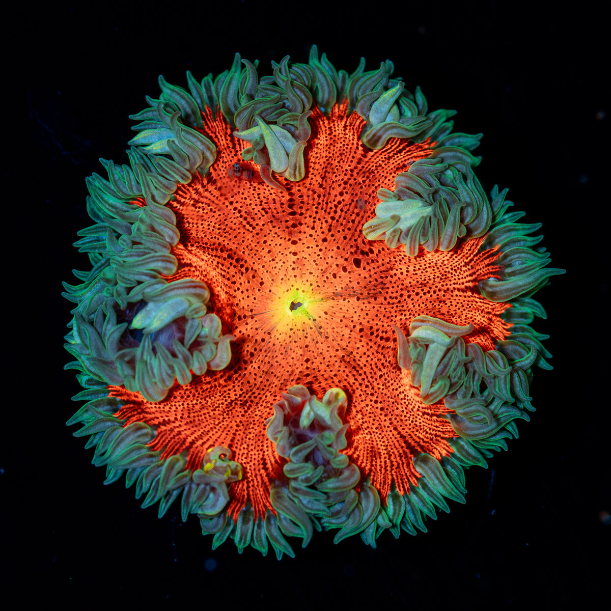 Ultra Rock Flower Anemone with colorful oral disc in reef aquarium