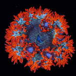 Ultra Rock Flower Anemone with colorful oral disc in reef aquarium