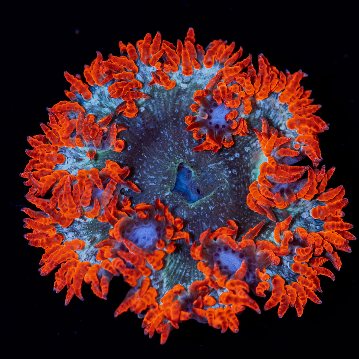Ultra Rock Flower Anemone with colorful oral disc in reef aquarium