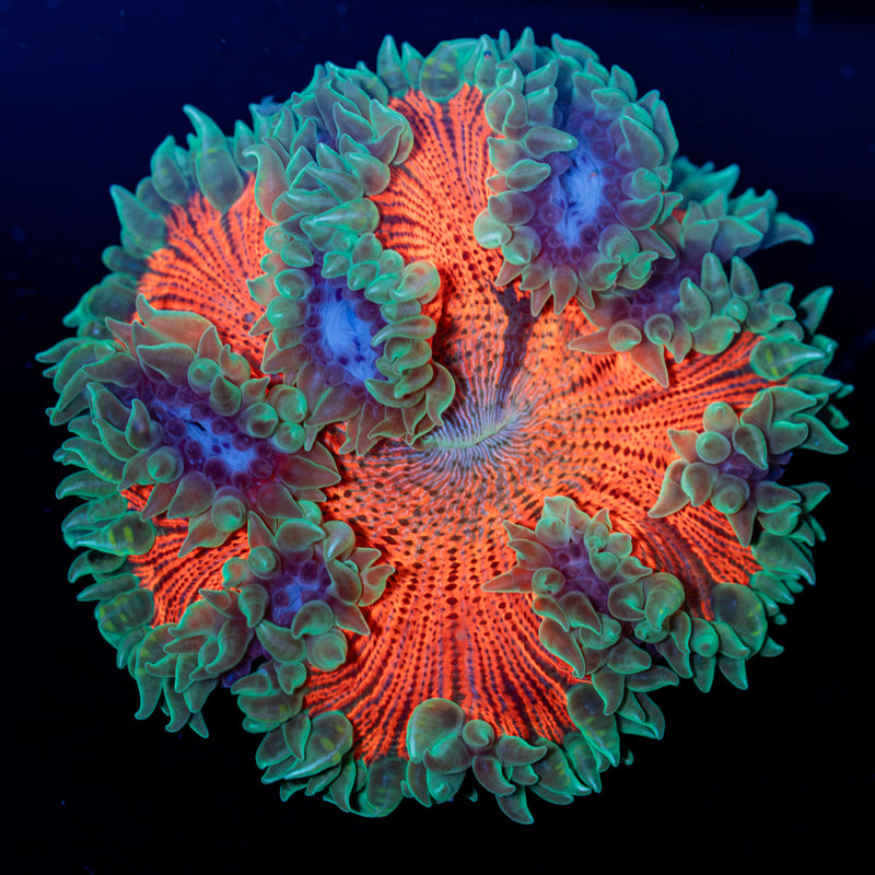 Ultra Rock Flower Anemone Coral
