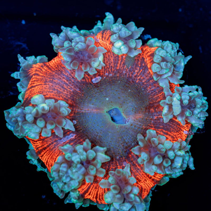 Ultra Rock Flower Anemone Coral