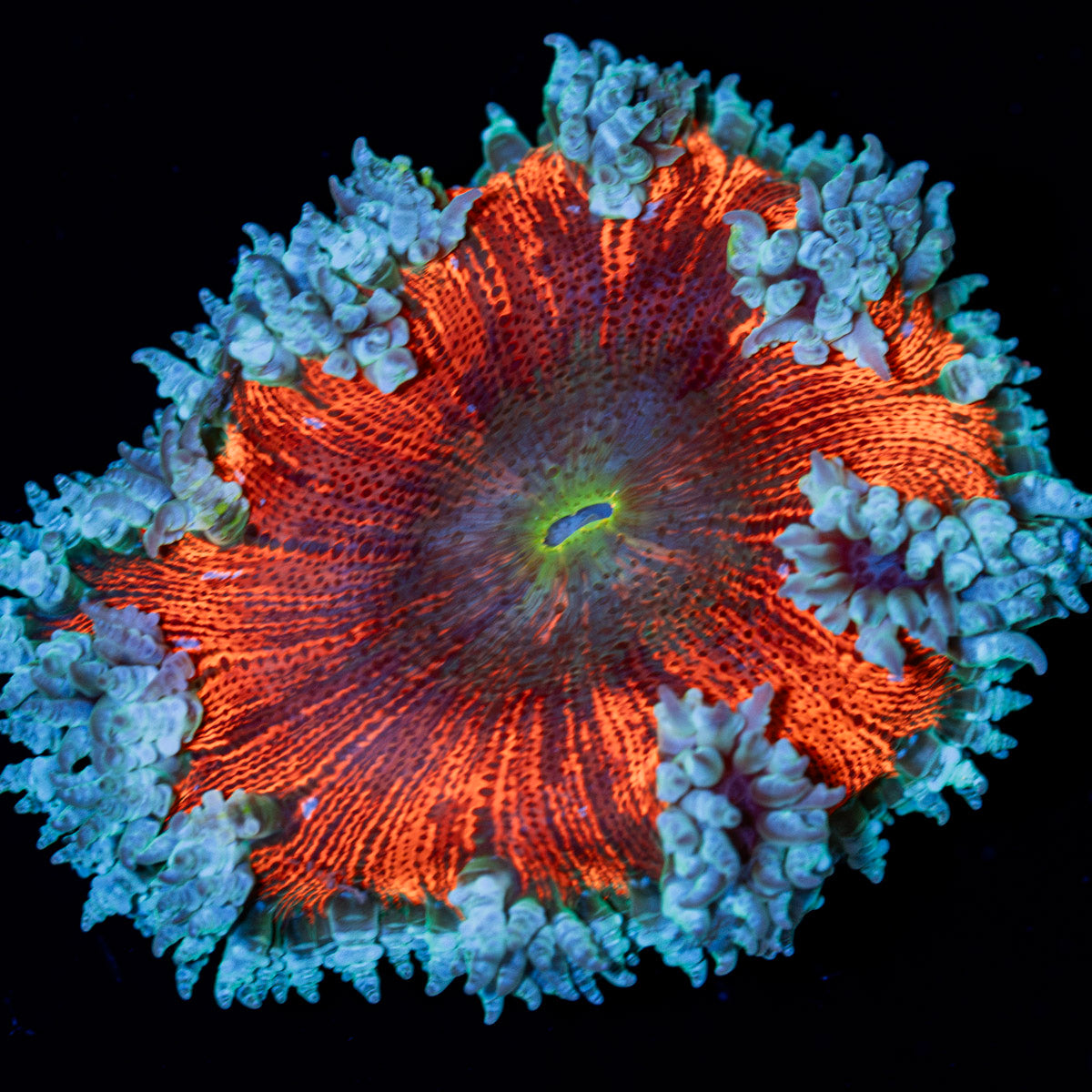 Ultra Rock Flower Anemone with colorful oral disc in reef aquarium