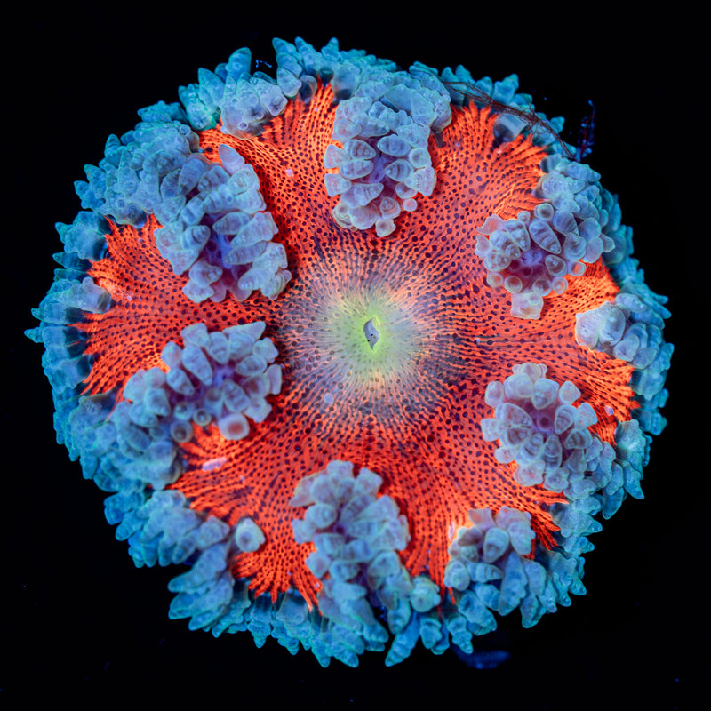 Ultra Rock Flower Anemone Coral