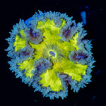 Ultra Rock Flower Anemone with colorful oral disc in reef aquarium