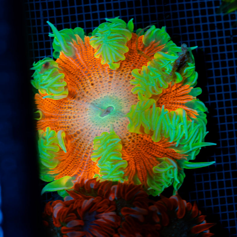 Ultra Rock Flower Anemone with colorful oral disc in reef aquarium
