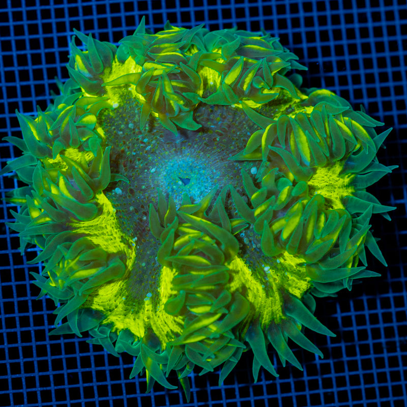 Ultra Rock Flower Anemone with colorful oral disc in reef aquarium