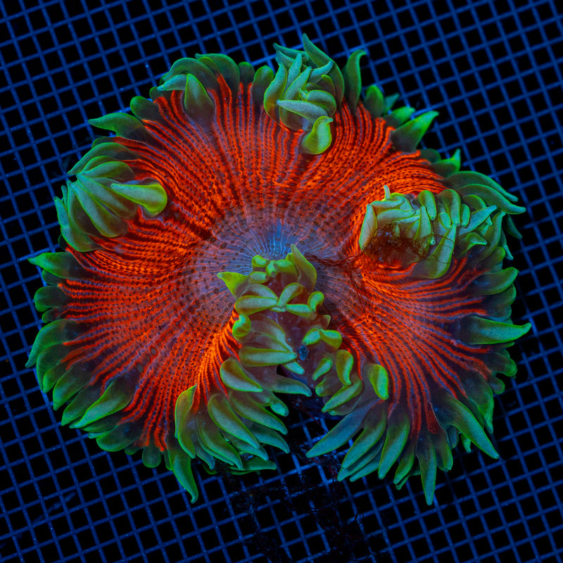 Ultra Rock Flower Anemone with colorful oral disc in reef aquarium