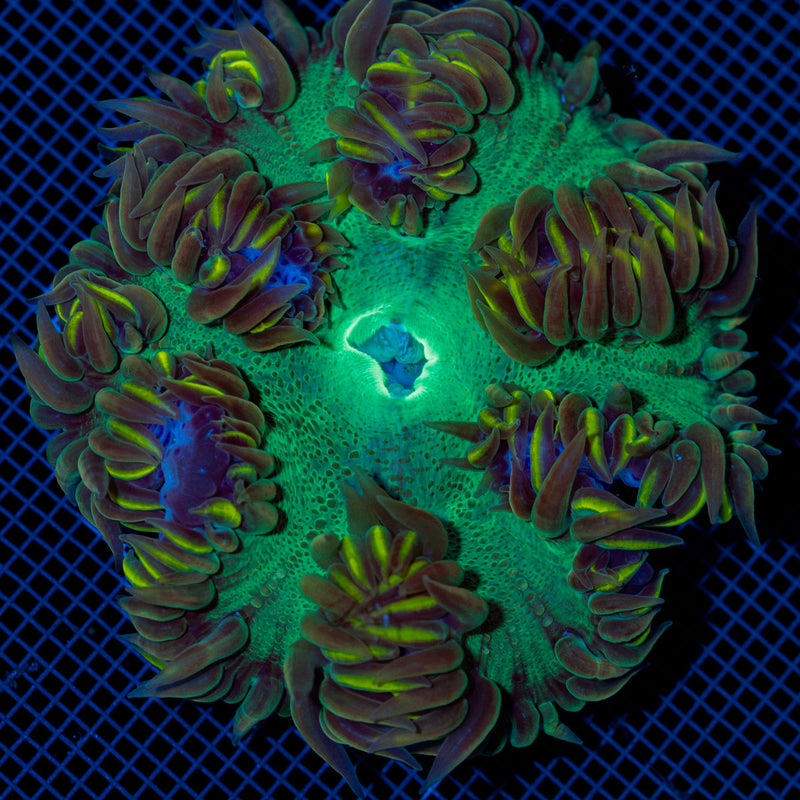 Ultra Rock Flower Anemone with colorful oral disc in reef aquarium