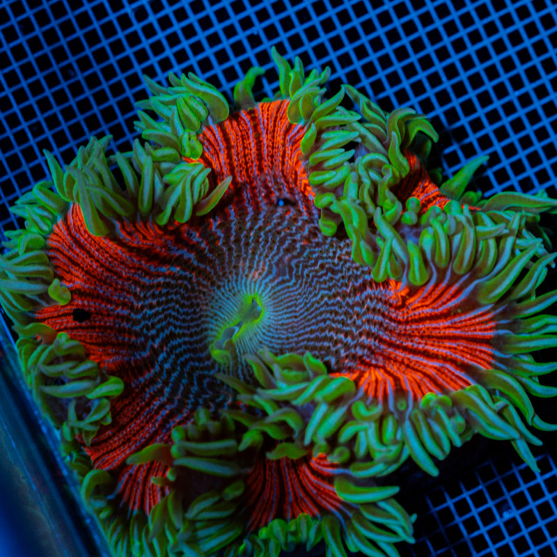 Ultra Rock Flower Anemone with colorful oral disc in reef aquarium