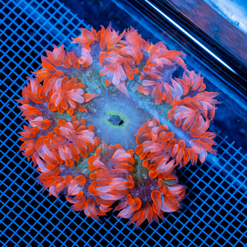 Ultra Rock Flower Anemone with colorful oral disc in reef aquarium