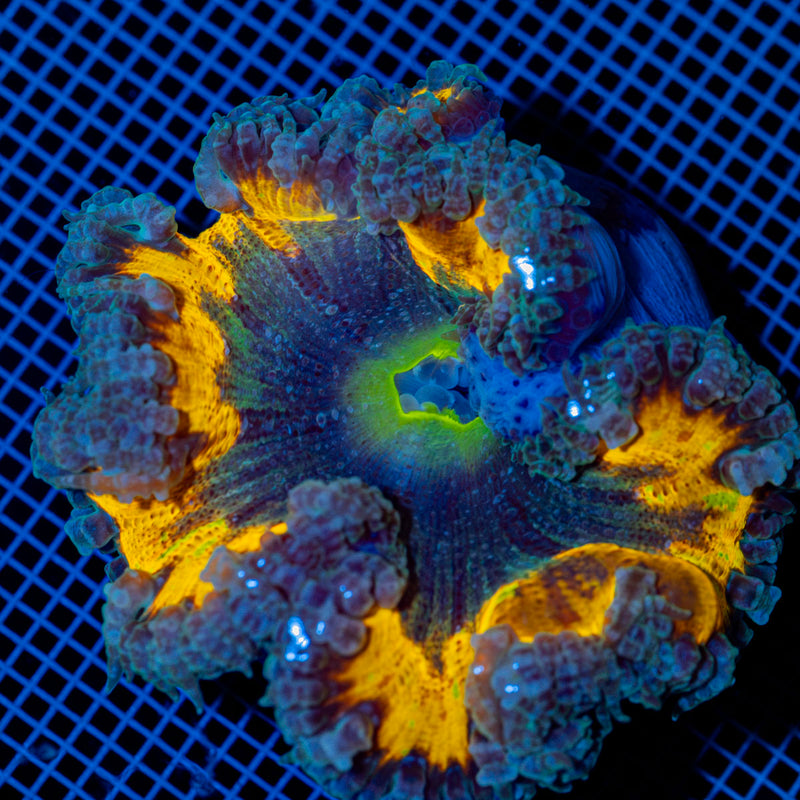 Ultra Rock Flower Anemone with colorful oral disc in reef aquarium