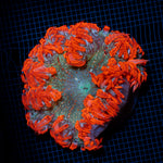 Rock Flower Anemone with colorful oral disc in reef aquarium