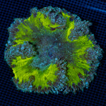 Rock Flower Anemone with colorful oral disc in reef aquarium