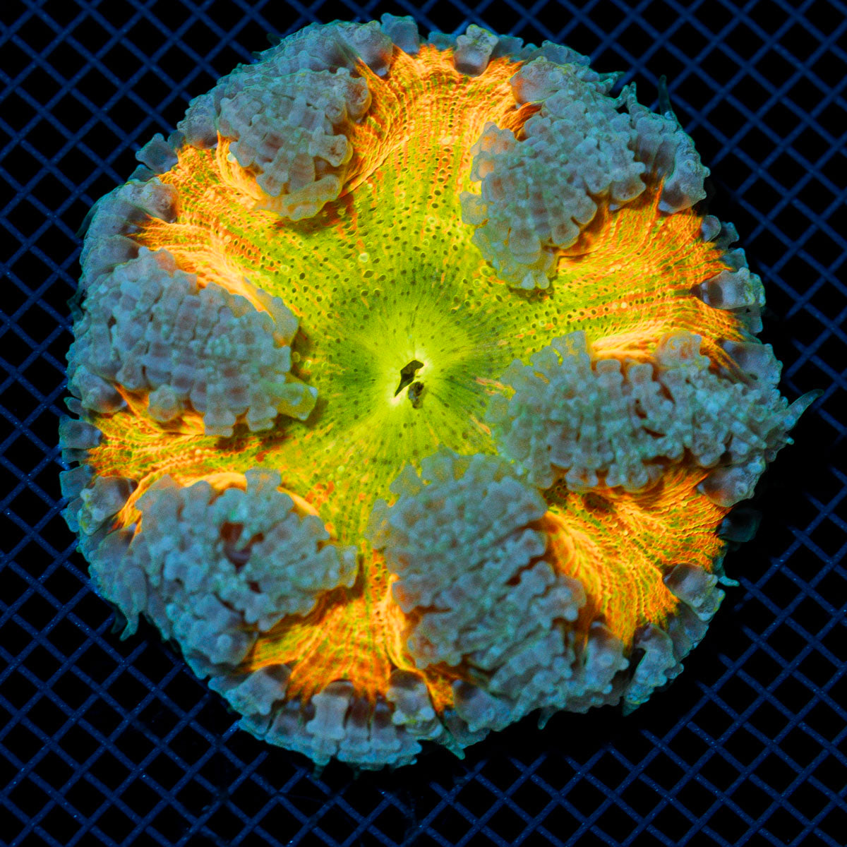 Rock Flower Anemone with colorful oral disc in reef aquarium