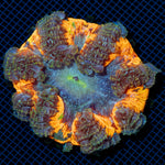 Rock Flower Anemone showcasing its colorful oral disc in reef aquarium