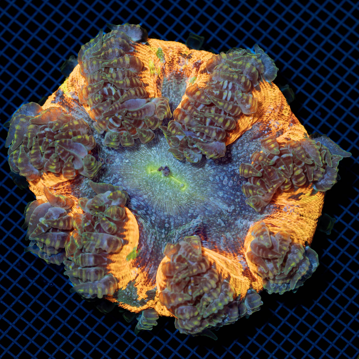 Rock Flower Anemone showcasing its colorful oral disc in reef aquarium